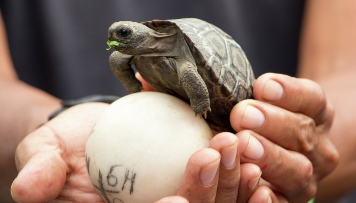 Tortugas de las Islas Galápagos vuelven a nacer por primera vez en 100 años
